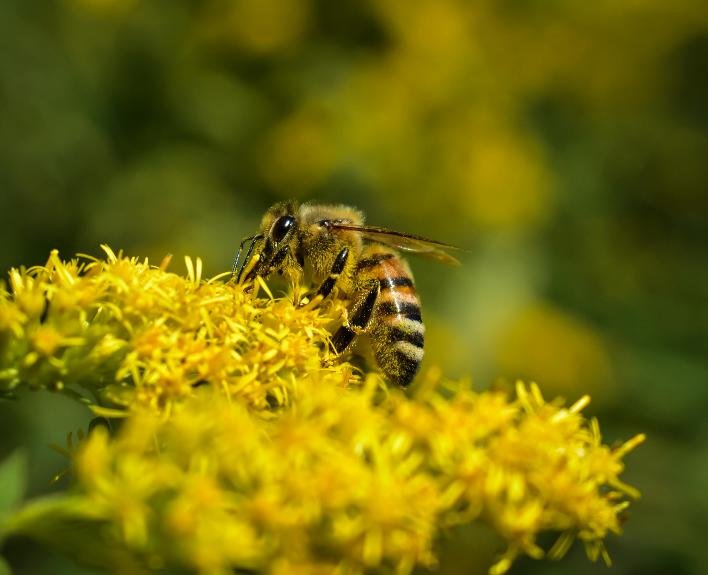 HONEY - Nauda, naudojimas, šalutinis poveikis ir dar daugiau