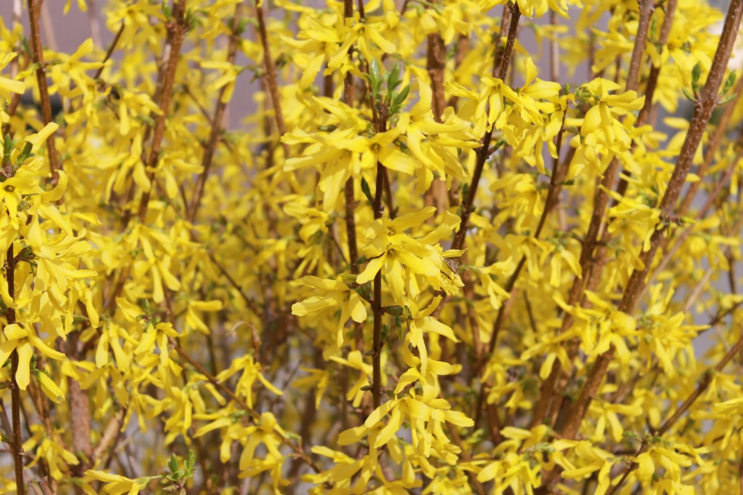 Hamamelis - Nauda, Naudojimas, šalutinis poveikis ir dar daugiau