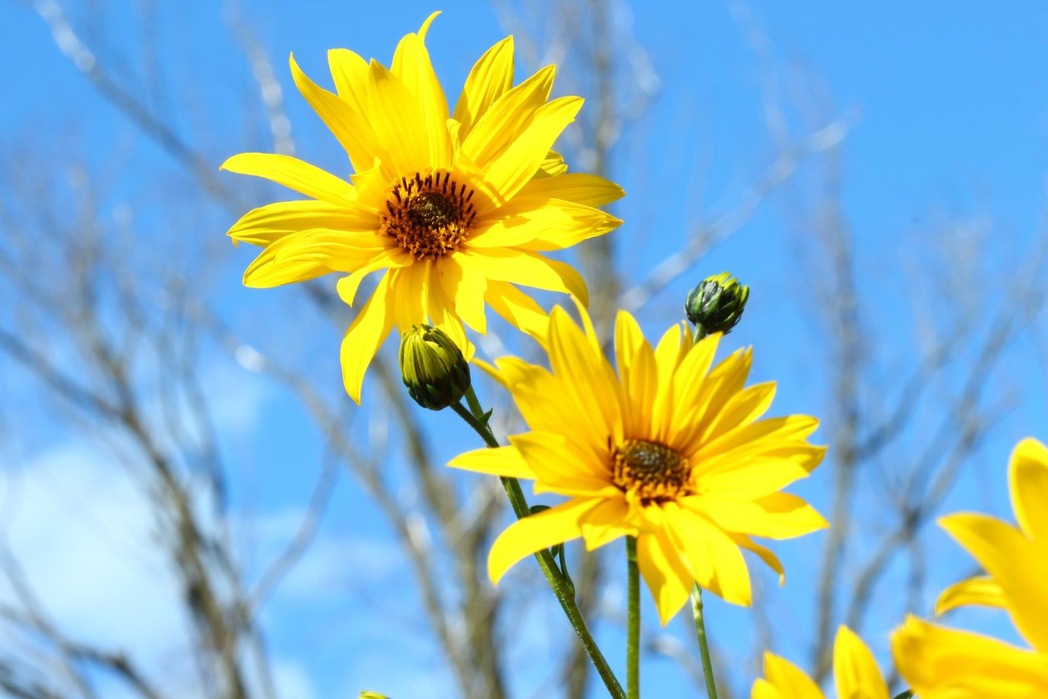 ARNIKA - Naudojimas, šalutinis poveikis ir dar daugiau