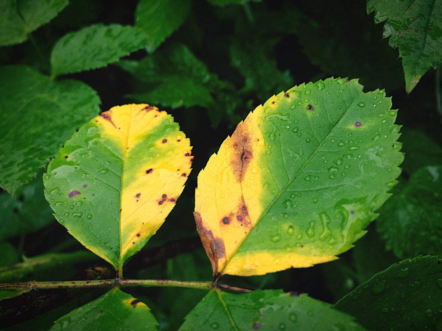 GINKMEDIS - Nauda, naudojimas, šalutinis poveikis ir dar daugiau