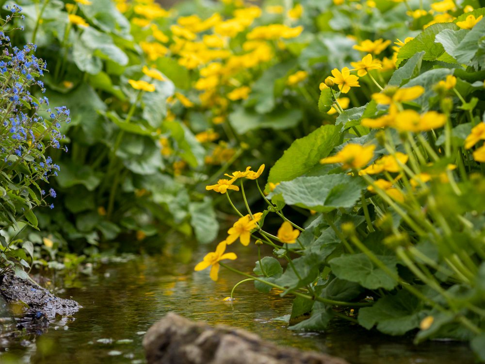 BACOPA - Nauda, naudojimas, šalutinis poveikis ir dar daugiau