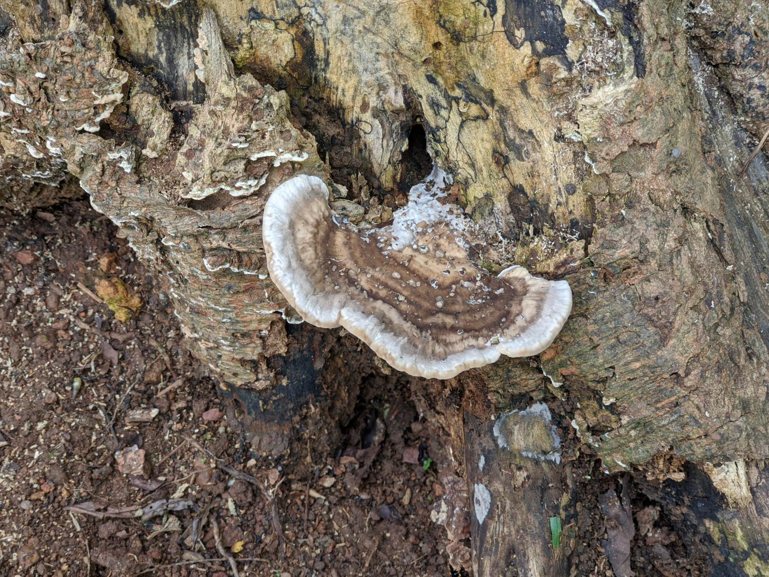 TURKEY TAIL GRYBAS - nauda, naudojimas, šalutinis poveikis ir dar daugiau