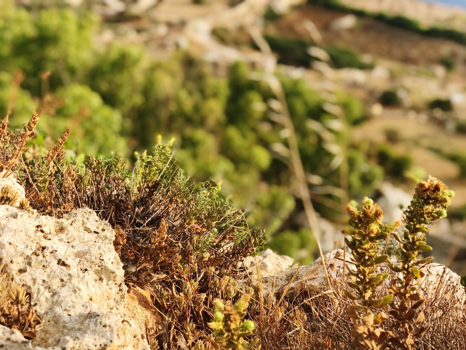 CISTANCHE DESERTICOLA - Nauda, naudojimas, šalutinis poveikis ir dar daugiau